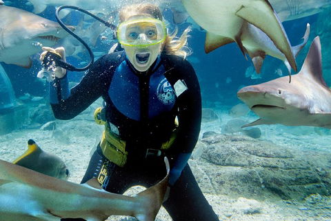 Shark Dive Experience At SEA LIFE Melbourne Aquarium - Surfers Paradise Gold Coast 0