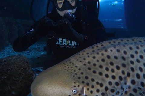Shark Dive Experience At SEA LIFE Melbourne Aquarium - Surfers Paradise Gold Coast 5