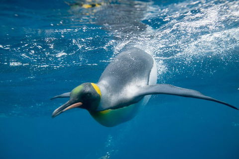 Penguin Passport At SEA LIFE Melbourne Aquarium - Surfers Paradise Gold Coast 3