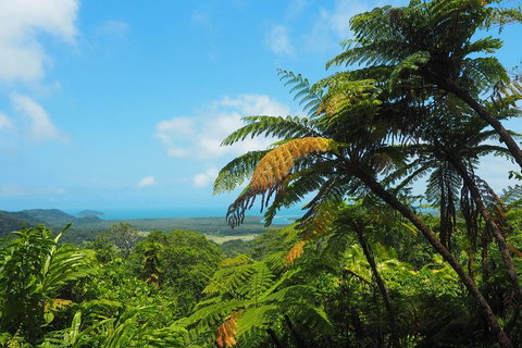 Cape Tribulation, Daintree Rainforest And Wildlife Tour - Surfers Paradise Gold Coast 3