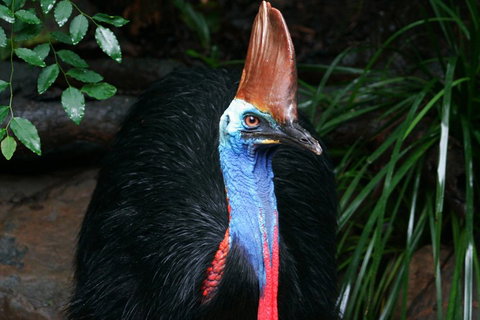 Cape Tribulation, Daintree Rainforest And Wildlife Tour - Surfers Paradise Gold Coast 5