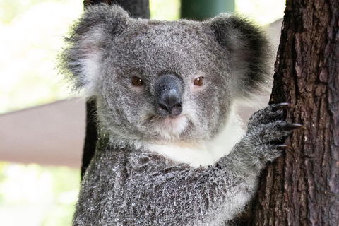 Wildlife Habitat Port Douglas - Surfers Paradise Gold Coast 1