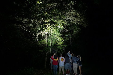 Atherton Tablelands Rain Forest By Night From Cairns - Surfers Paradise Gold Coast 2