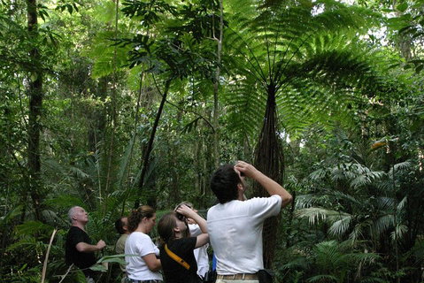Atherton Tablelands Rain Forest By Night From Cairns - Surfers Paradise Gold Coast 3