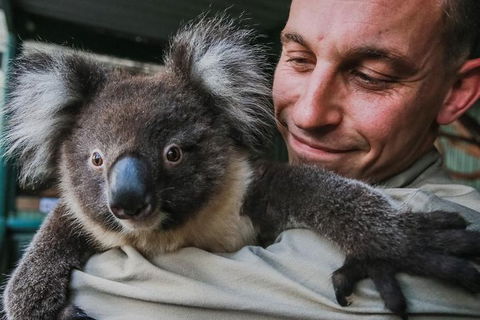 Kangaroos & Koala Encounter Experience (Half Day Private Tour) - Surfers Paradise Gold Coast 0