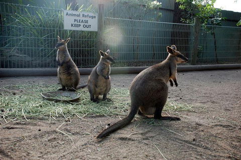 Kangaroos & Koala Encounter Experience (Half Day Private Tour) - Surfers Paradise Gold Coast 2