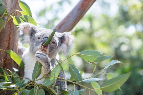 Kangaroos & Koala Encounter Experience (Half Day Private Tour) - Surfers Paradise Gold Coast 5
