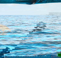 Cruise with Dolphins in Byron Bay - Surfers Paradise Gold Coast
