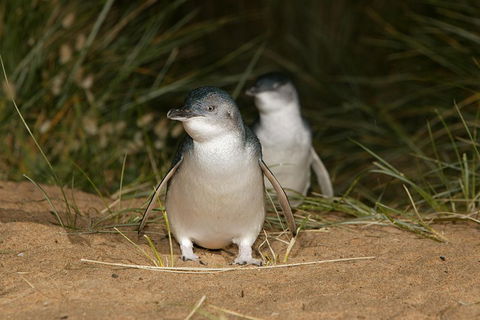 Phillip Island Penguin And Koala Highlights Day-Trip From Melbourne - Surfers Paradise Gold Coast 3