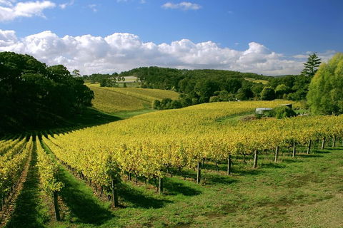 McLaren Vale And Glenelg Wine Tasting And Sightseeing (Half-day Afternoon) - Surfers Paradise Gold Coast 4