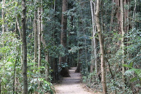 Eumundi Markets And Sunshine Coast Day Trip From Brisbane - Surfers Paradise Gold Coast 4