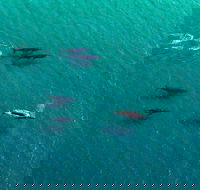 40-45 Minute Port Stephens and Stockton Beach Helicopter Flight - For 2 - Surfers Paradise Gold Coast