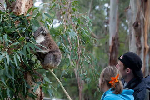 Great Ocean Road & Phillip Island - 3 Days, 2 Nights - Surfers Paradise Gold Coast 4