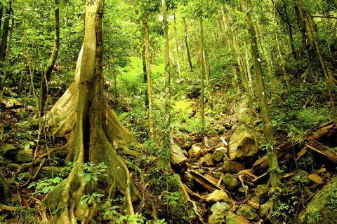 Barron Gorge And Kuranda National Park Half Day Rainforest And Waterfall 4WD Tour From Cairns - Surfers Paradise Gold Coast 4