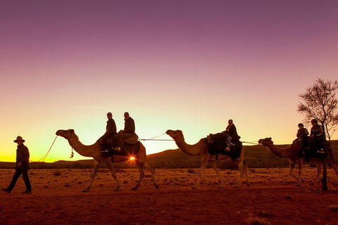 Alice Springs Camel Tour - Surfers Paradise Gold Coast 4