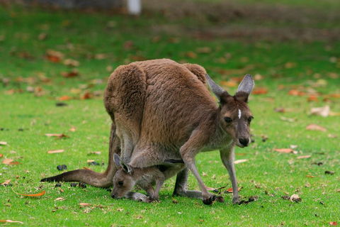 Australian Animals, Seascape And Sunset Photography Tour - Surfers Paradise Gold Coast 2