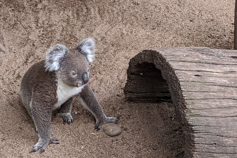 Australian Wildlife & Waterfalls Private Tour With 'Personalised Sydney Tours' - Surfers Paradise Gold Coast 0