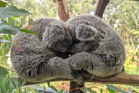Australian Wildlife & Waterfalls Private Tour With 'Personalised Sydney Tours' - Surfers Paradise Gold Coast 2