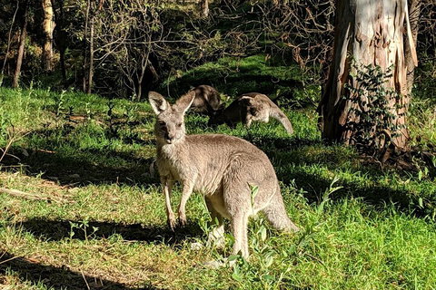 Australian Wildlife & Waterfalls Private Tour With 'Personalised Sydney Tours' - Surfers Paradise Gold Coast 3