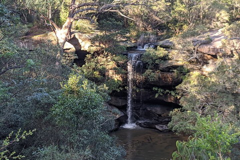 Australian Wildlife & Waterfalls Private Tour With 'Personalised Sydney Tours' - Surfers Paradise Gold Coast 5
