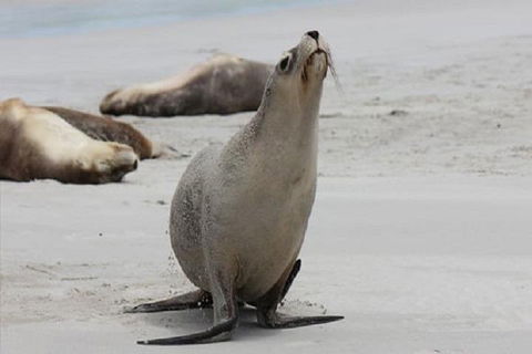 Kangaroo Island Personal Group Tours - Surfers Paradise Gold Coast 4