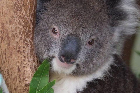 All Inclusive Blue Mountains Small-Group Day Trip From Sydney - Surfers Paradise Gold Coast 1