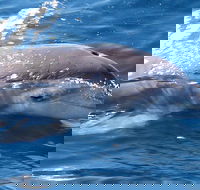 Jervis Bay Dolphin Watch Cruise - Surfers Paradise Gold Coast