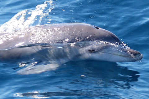 Jervis Bay Dolphin Watch Cruise - Surfers Paradise Gold Coast 0