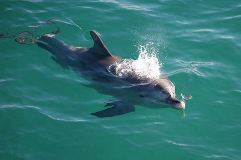 Jervis Bay Dolphin Watch Cruise - Surfers Paradise Gold Coast 1