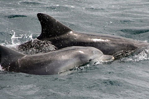 Jervis Bay Dolphin Watch Cruise - Surfers Paradise Gold Coast 2