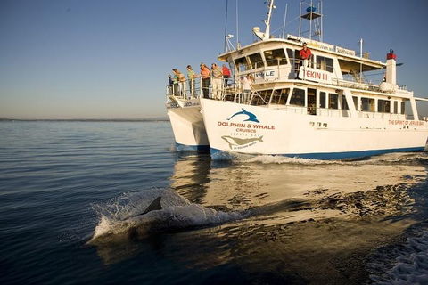 Jervis Bay Dolphin Watch Cruise - Surfers Paradise Gold Coast 3