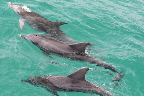 Jervis Bay Dolphin Watch Cruise - Surfers Paradise Gold Coast 5