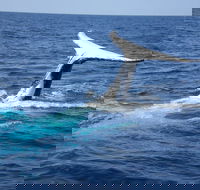 Whale Watching Jervis Bay - Surfers Paradise Gold Coast