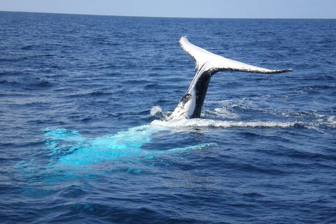 Whale Watching Jervis Bay - Surfers Paradise Gold Coast 0