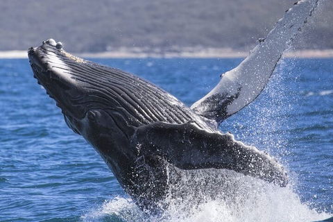 Whale Watching Jervis Bay - Surfers Paradise Gold Coast 2