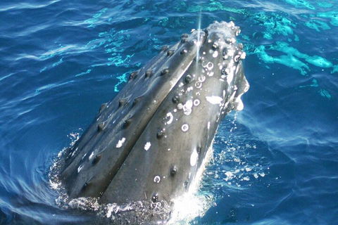 Whale Watching Jervis Bay - Surfers Paradise Gold Coast 3