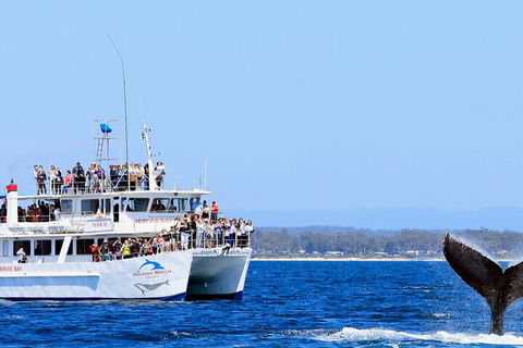 Whale Watching Jervis Bay - Surfers Paradise Gold Coast 4
