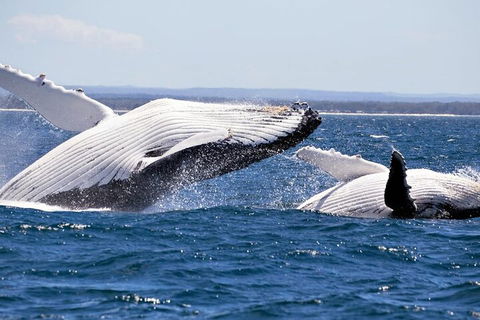 Whale Watching Jervis Bay - Surfers Paradise Gold Coast 5