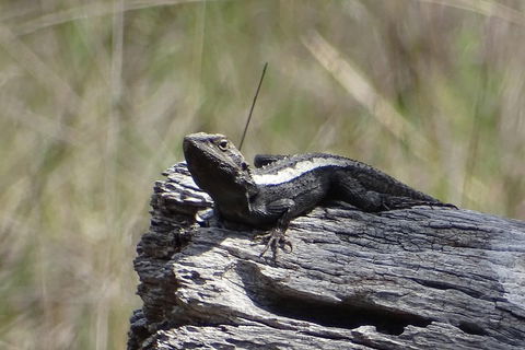 Inside The Greater Blue Mountains World Heritage - A Private Wildlife Safari Overnight - Surfers Paradise Gold Coast 2