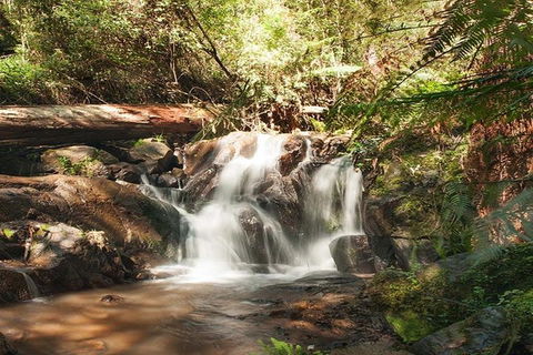 Discover Tour: Dandenong Ranges & William Ricketts Sanctuary - Surfers Paradise Gold Coast 1