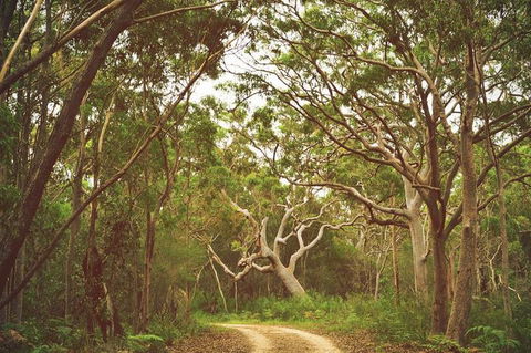 Day Trip To Cronulla & The Royal National Park - Surfers Paradise Gold Coast 5