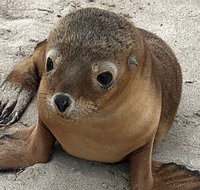 Kangaroo Island Scenic Trail Tour - Surfers Paradise Gold Coast