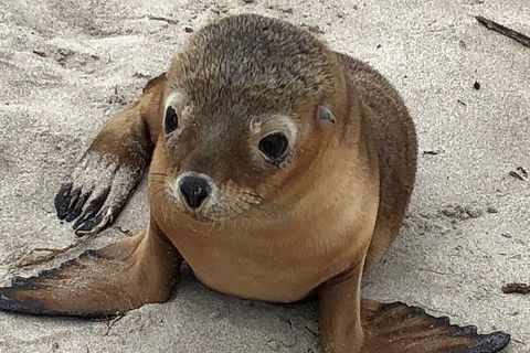 Kangaroo Island Scenic Trail Tour - Surfers Paradise Gold Coast 0