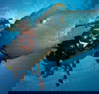 Great Barrier Reef Snorkeling and Diving Cruise from Cairns - Surfers Paradise Gold Coast
