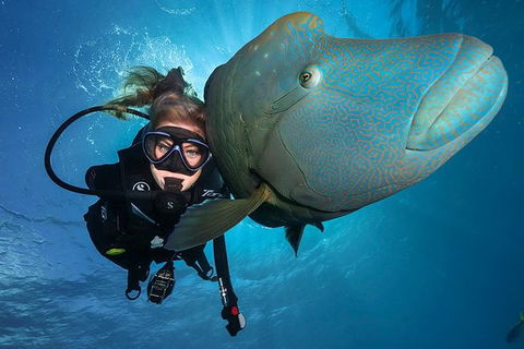 Great Barrier Reef Snorkeling And Diving Cruise From Cairns - Surfers Paradise Gold Coast 0