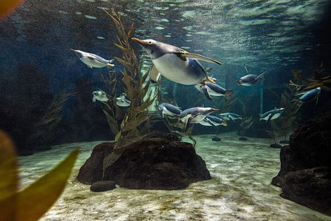 SEA LIFE Sydney Aquarium Entrance Ticket - Surfers Paradise Gold Coast 0