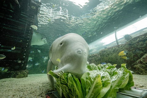 SEA LIFE Sydney Aquarium Entrance Ticket - Surfers Paradise Gold Coast 2