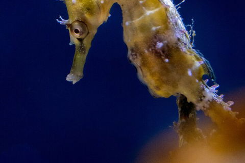 SEA LIFE Sydney Aquarium Entrance Ticket - Surfers Paradise Gold Coast 4