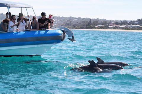 Seal Island Boat Tour From Victor Harbor - Surfers Paradise Gold Coast 5