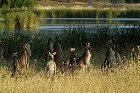Canberra - The National Capital | Full Day Private Tour | Departs From Sydney - Surfers Paradise Gold Coast 3